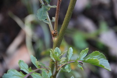 Harmonia axyridis