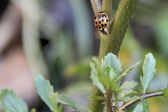 Harmonia axyridis