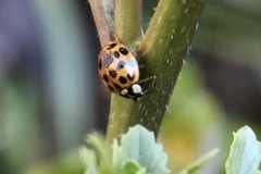 Harmonia axyridis