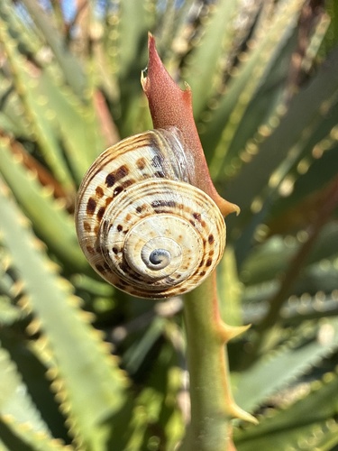 Theba pisana