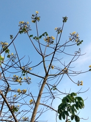 Cochlospermum vitifolium