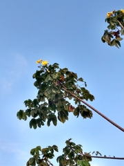Cochlospermum vitifolium