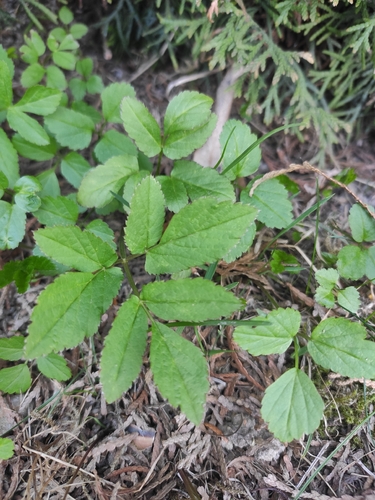 Goutweed