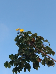 Cochlospermum vitifolium