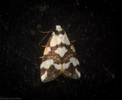 Thallarcha staurocola