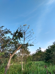 Cochlospermum vitifolium