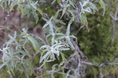 Melampodium cinereum