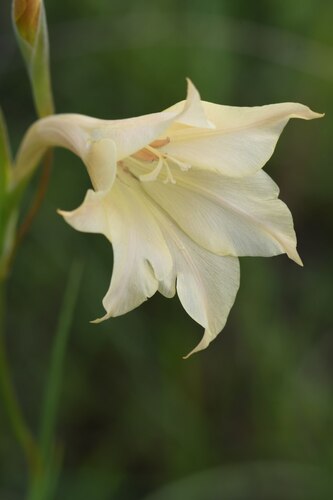 Pale Afrikaner (Gladiolus albens)