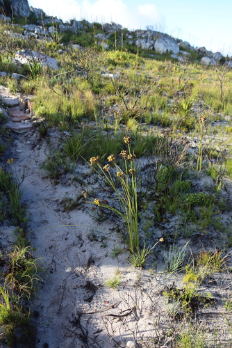 Long Rushiris (Bobartia indica)