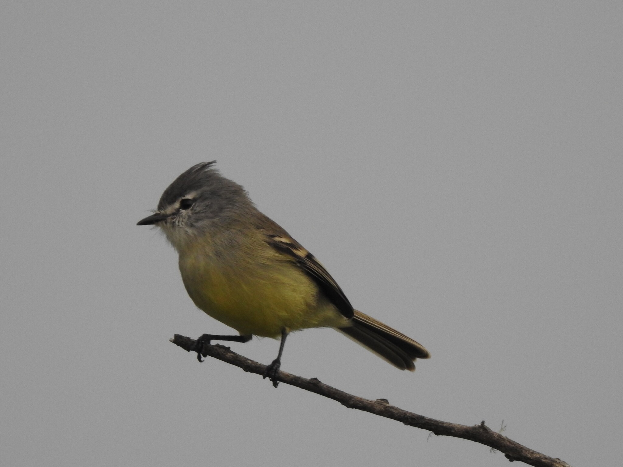 White-crested Tyrannulet (Serpophaga subcristata), photo 3