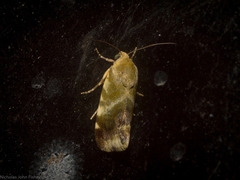 Acontia detrita