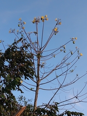 Cochlospermum vitifolium