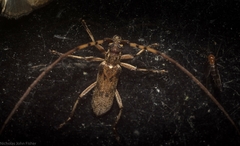 Didymocantha obliqua