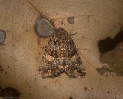 Condica macrosema