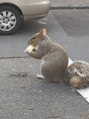 Sciurus carolinensis