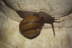Sphaerospira