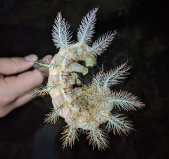 Automeris postalbida