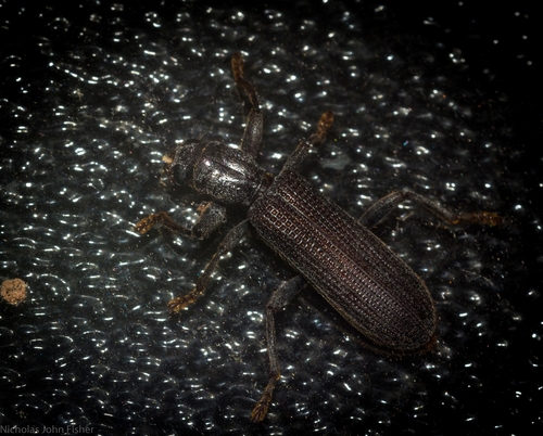 Eunatalis planipennis · iNaturalist