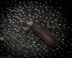 Eunatalis planipennis