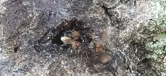 Geniotrigona thoracica