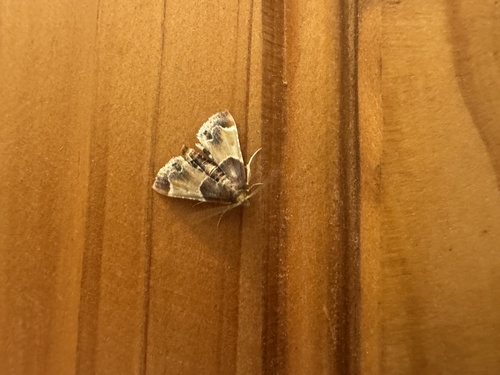 Meal moth