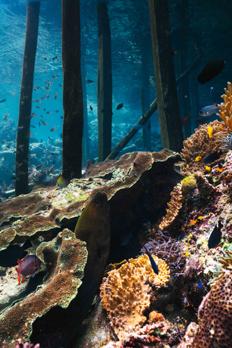 Gymnothorax javanicus