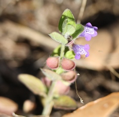 Scutellaria drummondii