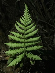 Phegopteris