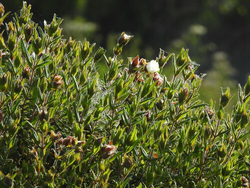 Hairy rockrose (Cistus inflatus)