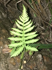 Phegopteris
