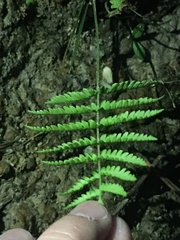 Phegopteris