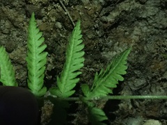 Phegopteris