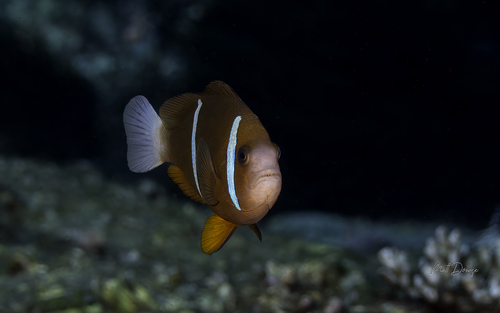 Amphiprion akindynos