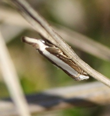 Crambus quinquareatus