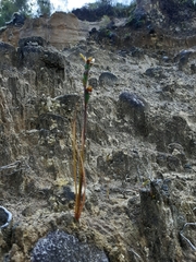 Orthoceras