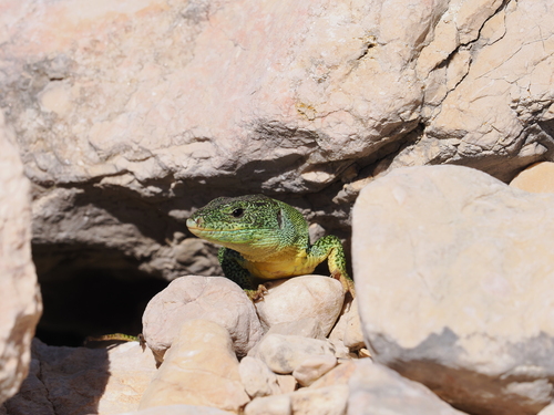 Balkan Green Lizard, Baška, Kroatien, photo 10 of 10