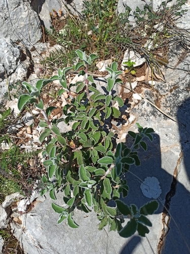Cisto di Creta