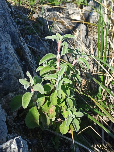Cisto di Creta