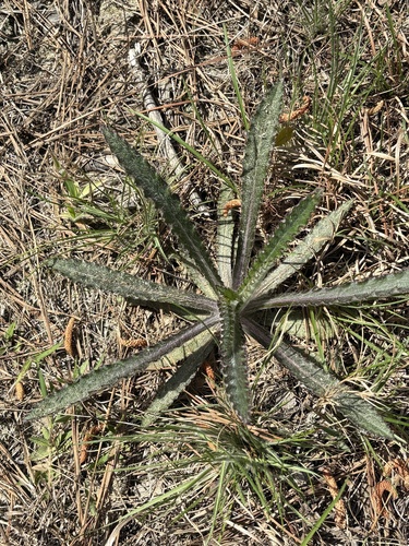 sandhill thistle (Cirsium repandum)