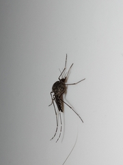 Aedes vigilax