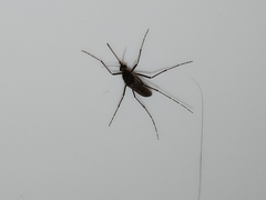 Aedes vigilax
