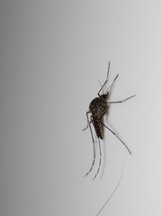 Aedes vigilax