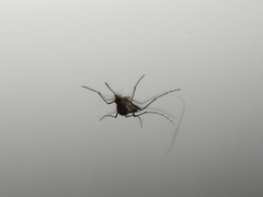 Aedes vigilax