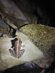 Craugastor fitzingeri