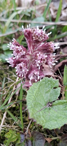 Common Butterbur