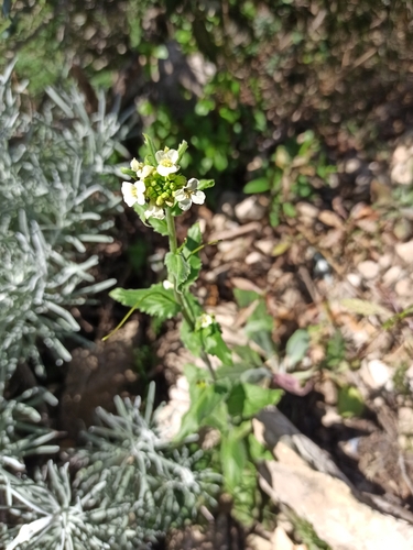Tower Cress