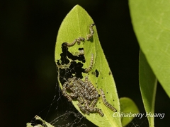Gymnoscelis tristrigosa