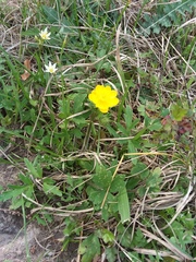 Ranunculus macranthus