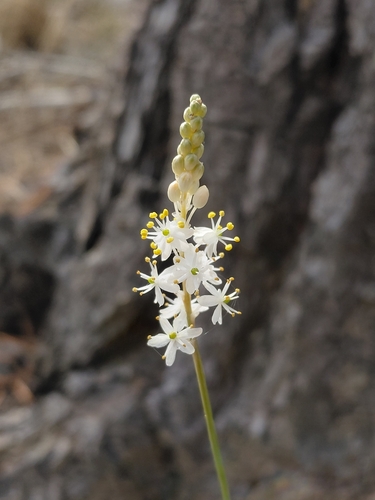 Threenerve Catstail (Bulbinella trinervis)
