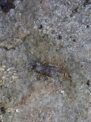 Pogonognathellus bidentatus